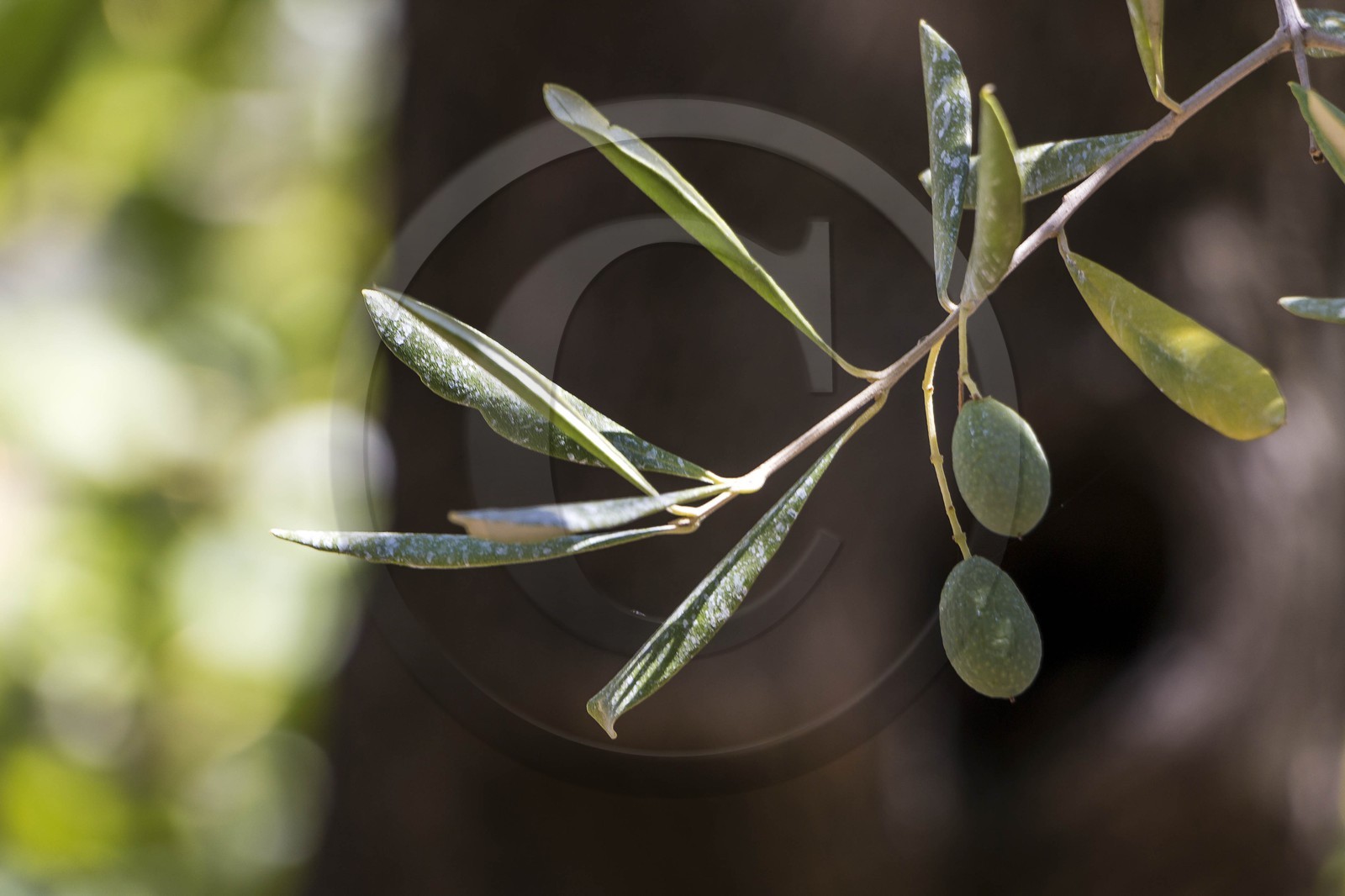 Spéracèdes, Campagne du Virat, Claude Martin, oléicultrice Spéracèdes, Campagne du Virat, Claude Martin, oléicultrice