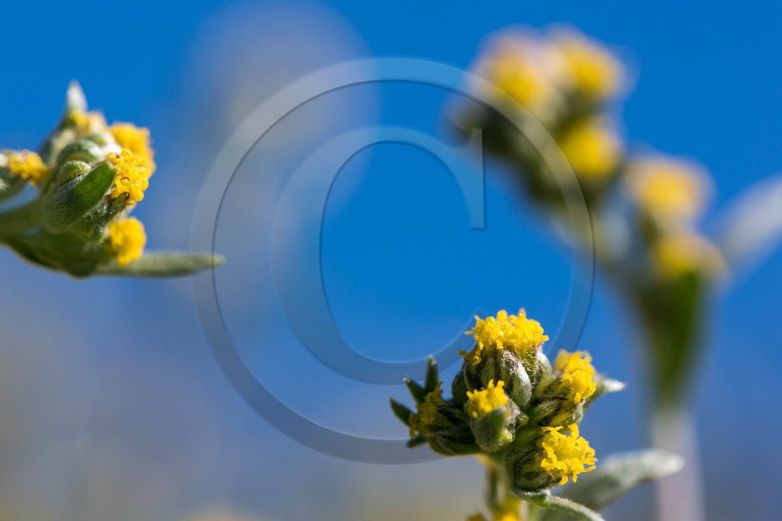 Orcières 1850, Bruno Gonnon agriculteur bio de génépi Orcières 1850, Bruno Gonnon agriculteur bio de génépi