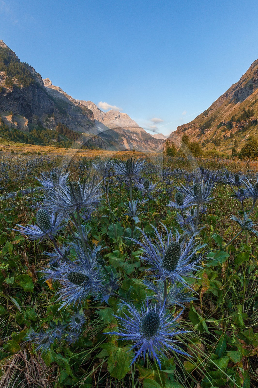 Chardon Bleu, Panicaut des Alpes, Eryngium alpinum Chardon Bleu, Panicaut des Alpes, Eryngium alpinum
