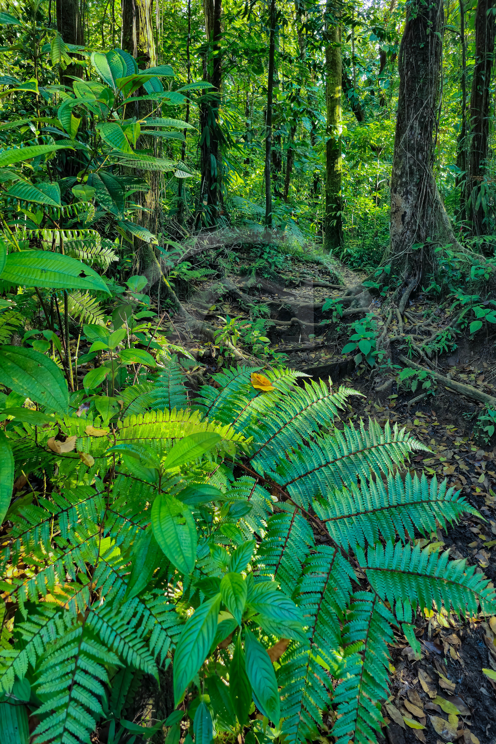 Forêt tropicale, Parc national de la Guadeloupe Forêt tropicale, Parc national de la Guadeloupe