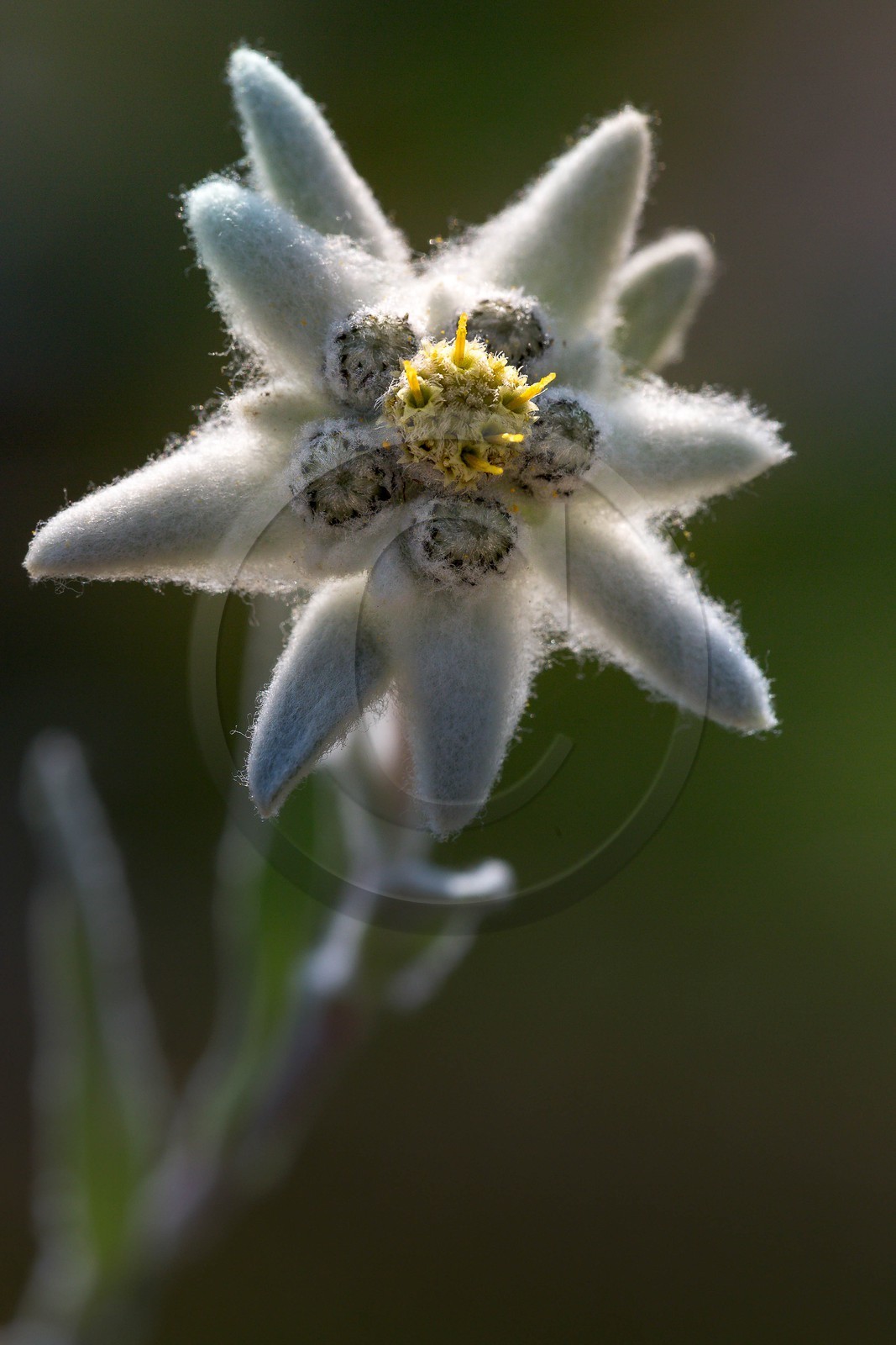 Edelweiss, Leontopodium alpinum