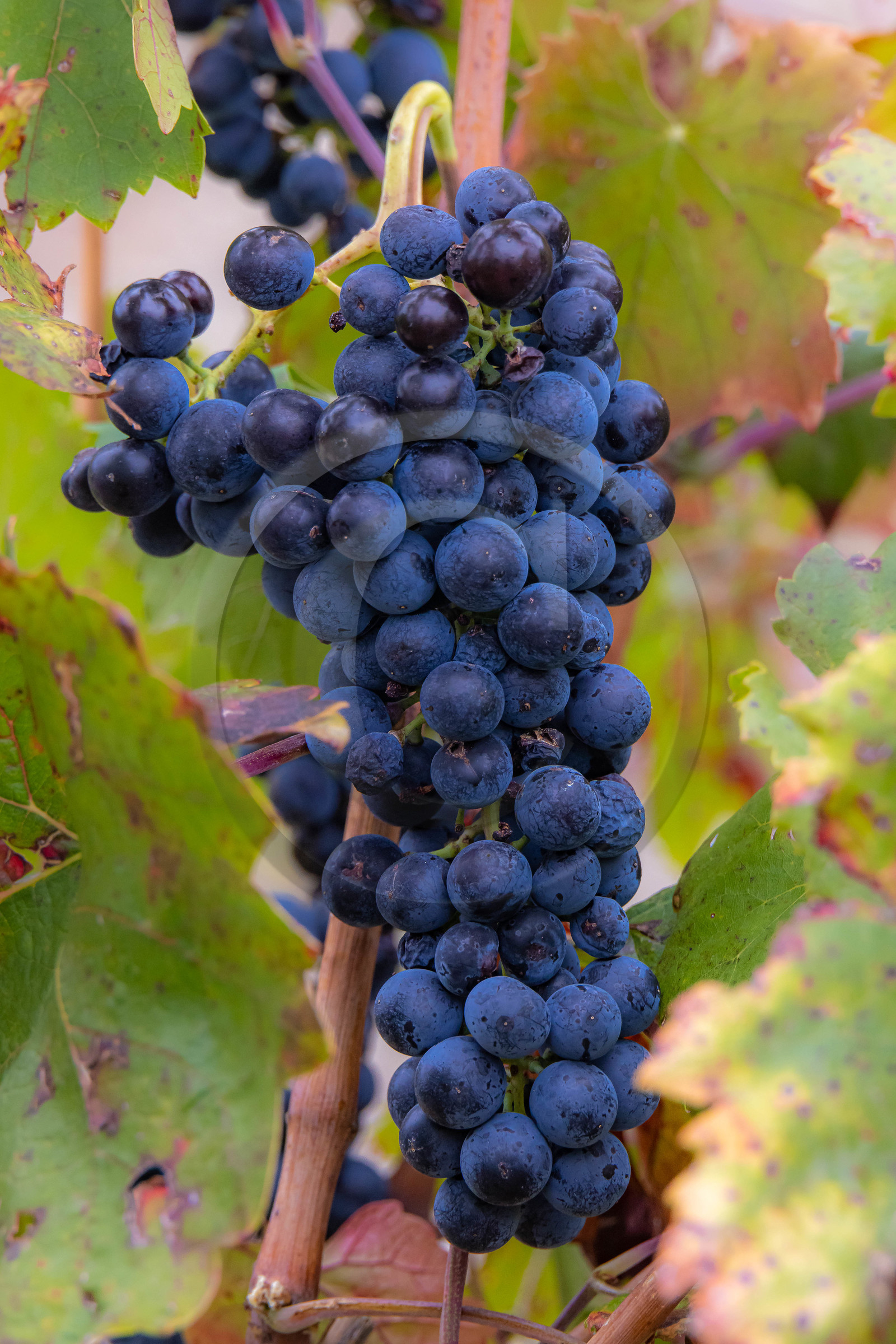 Domaine du Mont Guillaume, cépage le Mollard