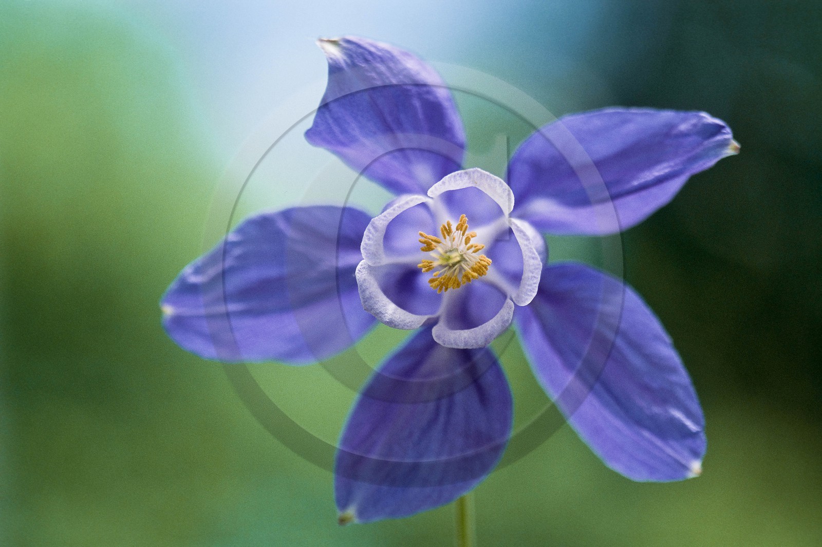 Ancolie des Alpes, Aquilegia alpina