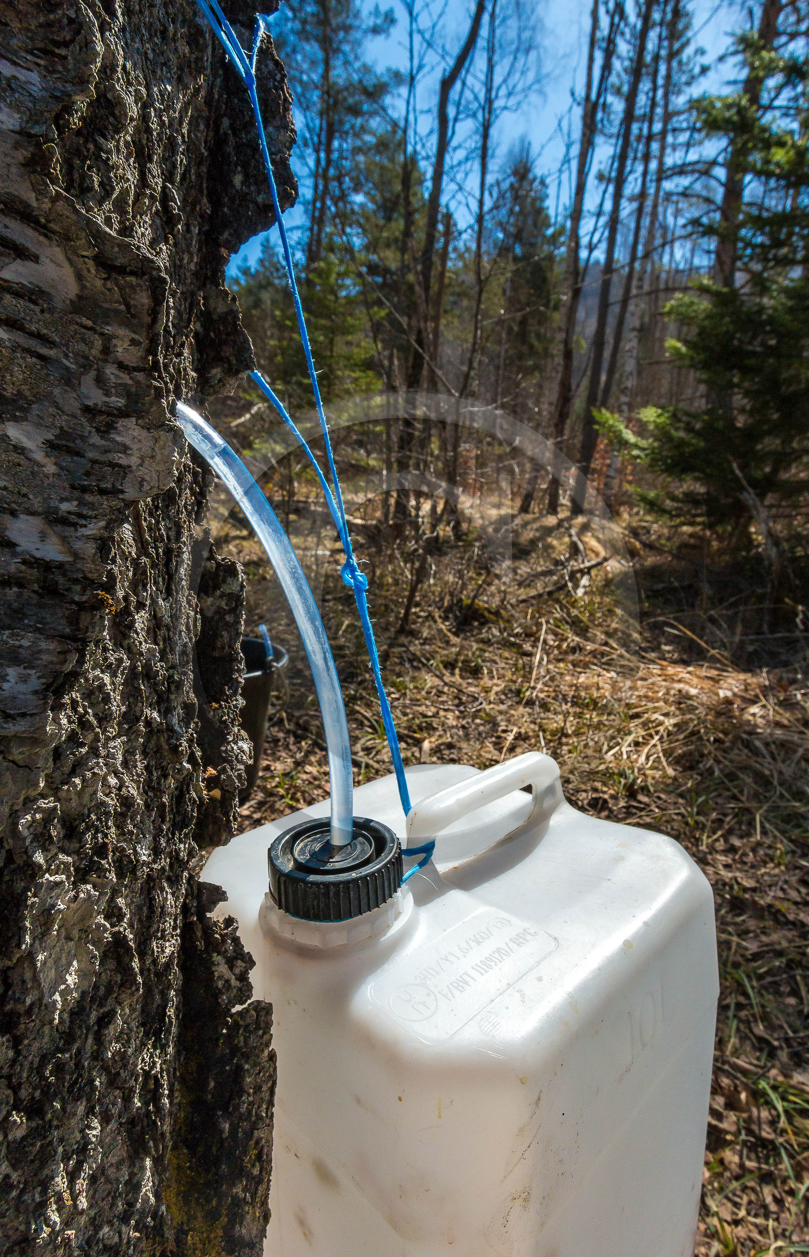 Récolte de sève de bouleau Récolte de sève de bouleau