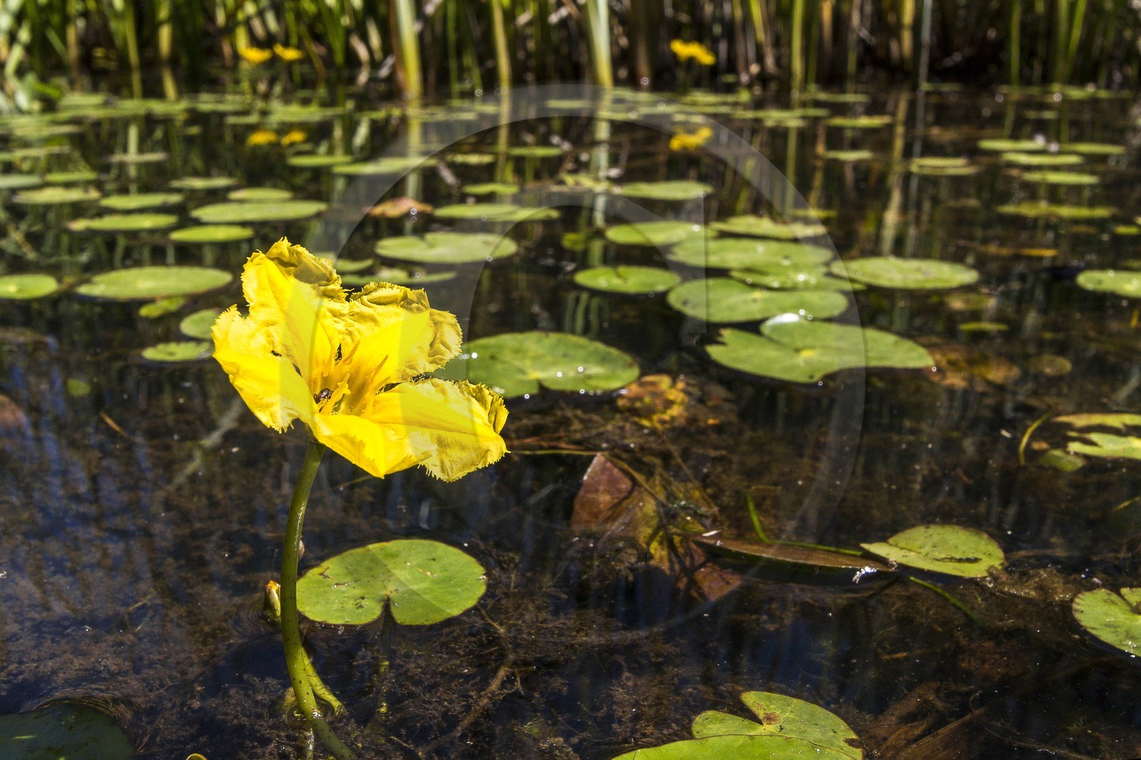 ENS de l'Isère, , le méandre des Oves ENS de l'Isère, , le méandre des Oves