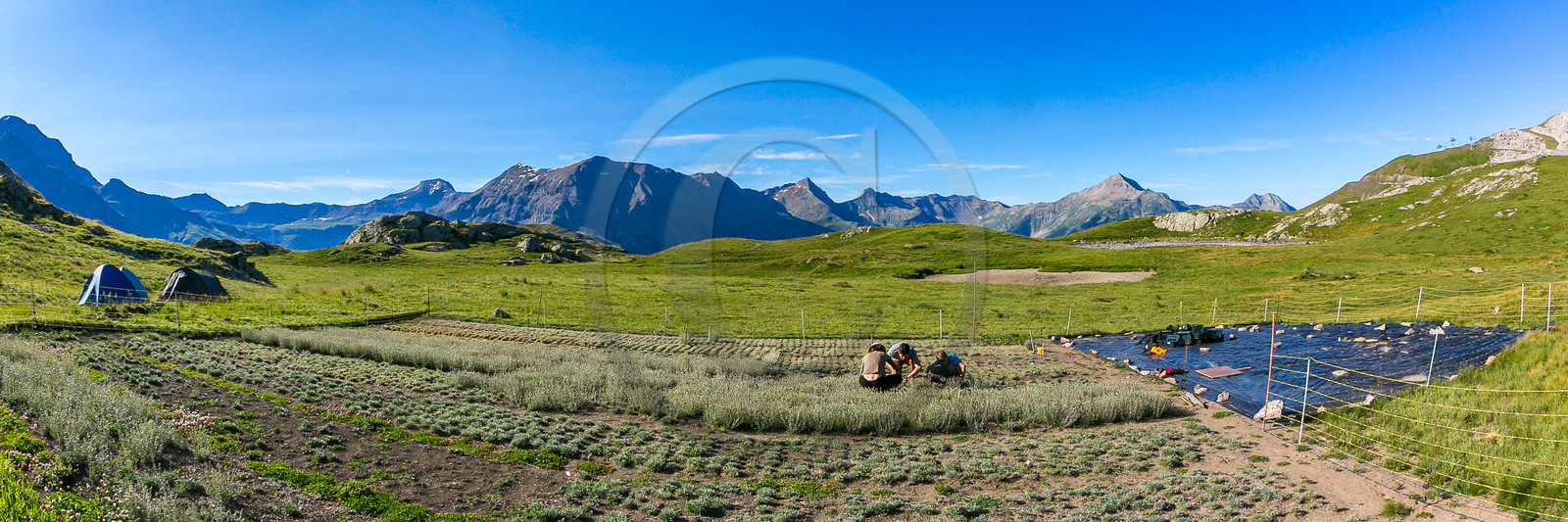 Bruno Gonnon, cultivateur de génépi bio