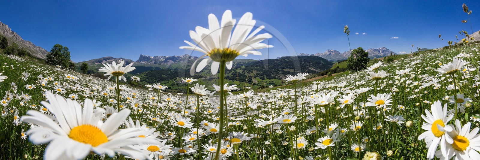 Marguerite commune, Leucanthemum vulgare