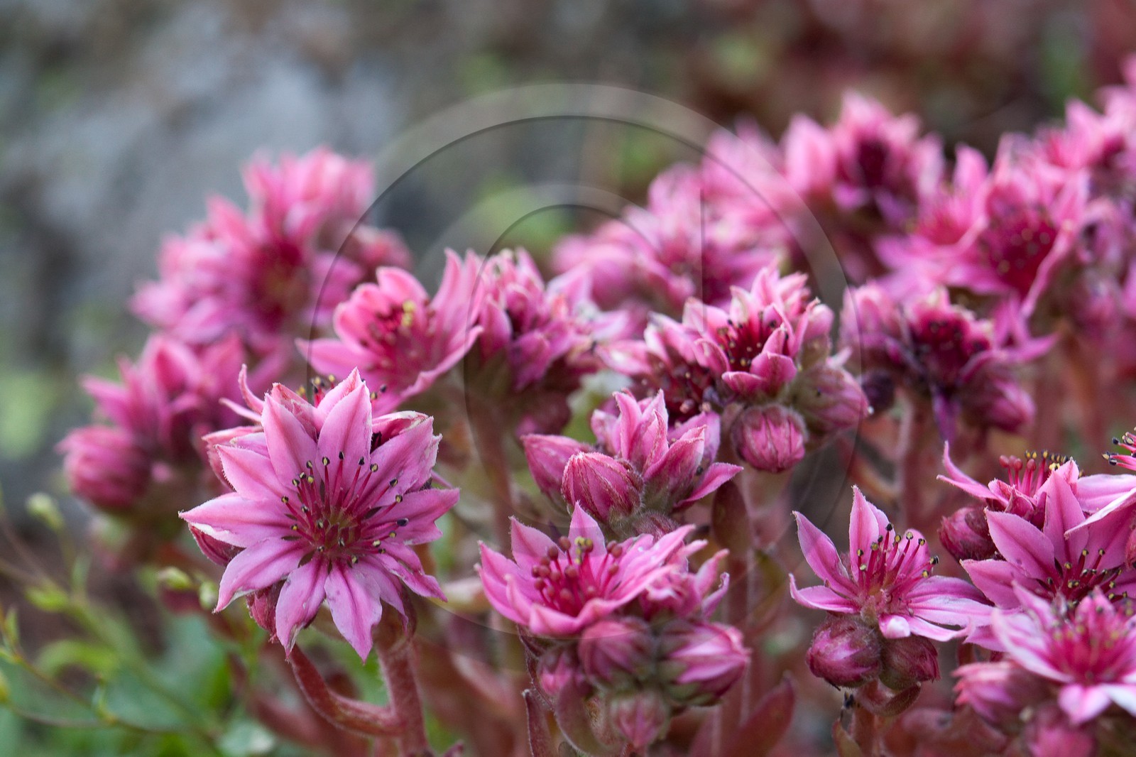 Joubarbe à toile d'araignée, Sempervivum arachnoideum