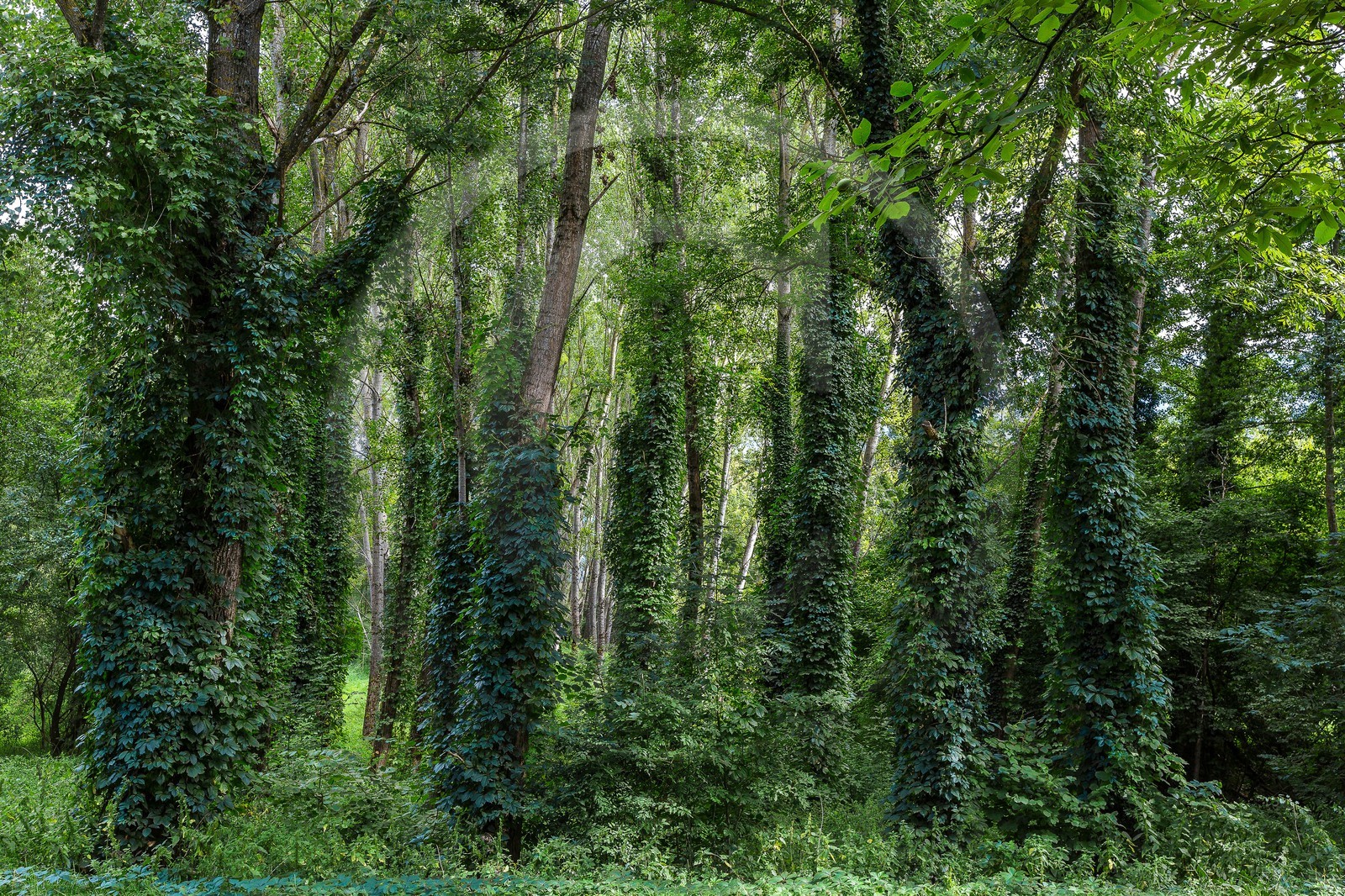 ENS de l'Isère, Boucle des Moïles ENS de l'Isère, Boucle des Moïles