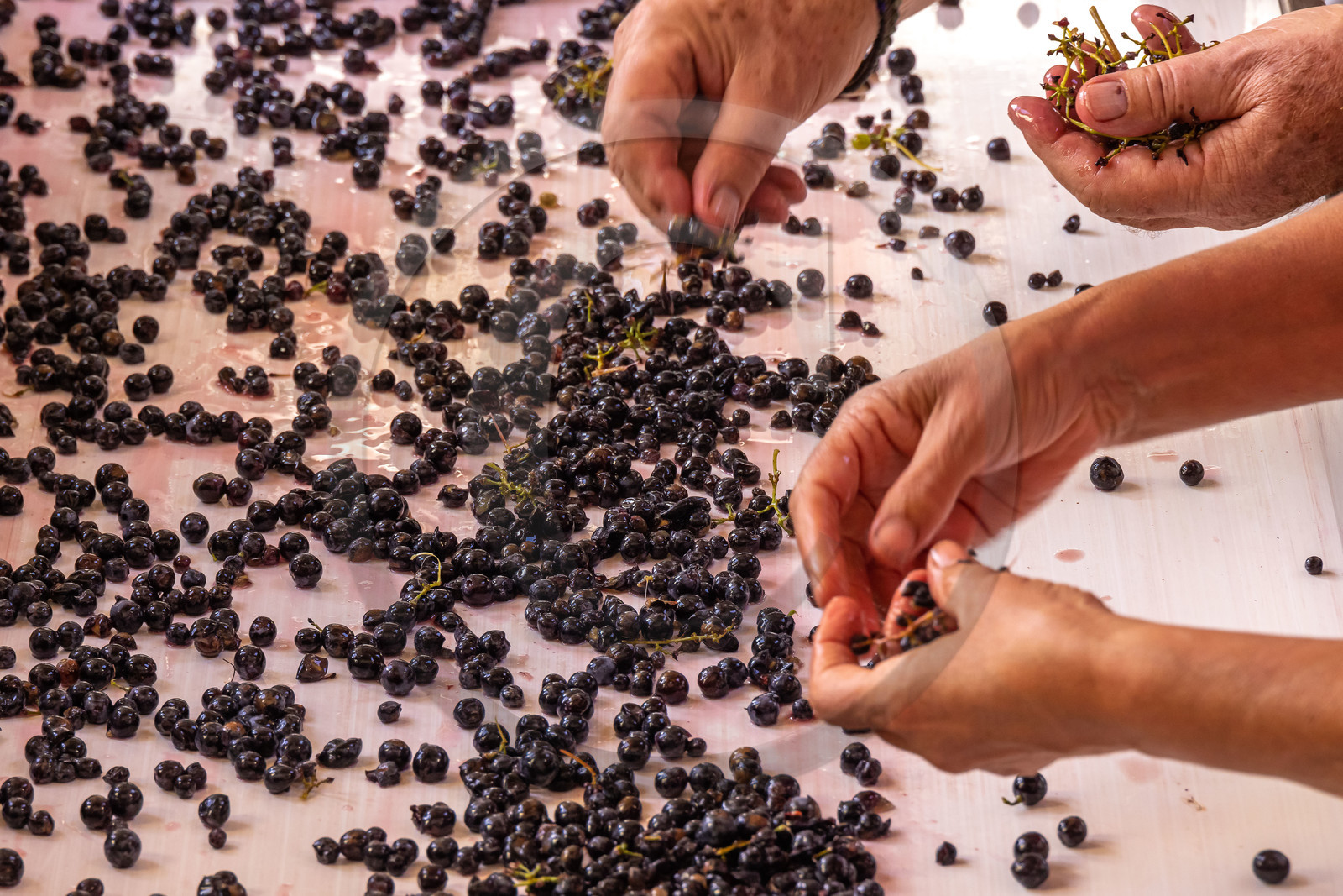 Domaine du Mont Guillaume Domaine du Mont Guillaume