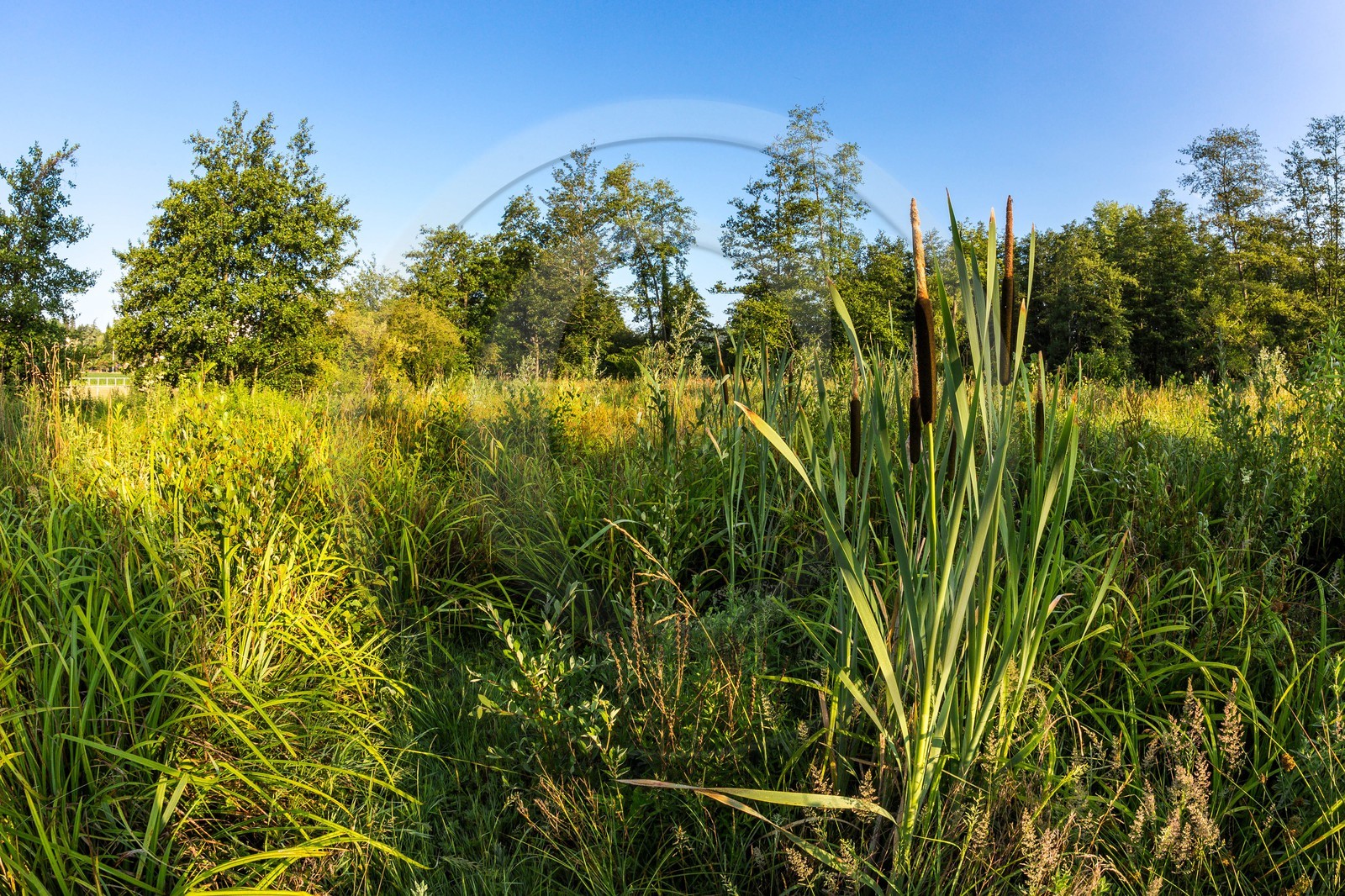 ENS de l'Isère, Prairies inondables de Pont-Évêque ENS de l'Isère, Prairies inondables de Pont-Évêque