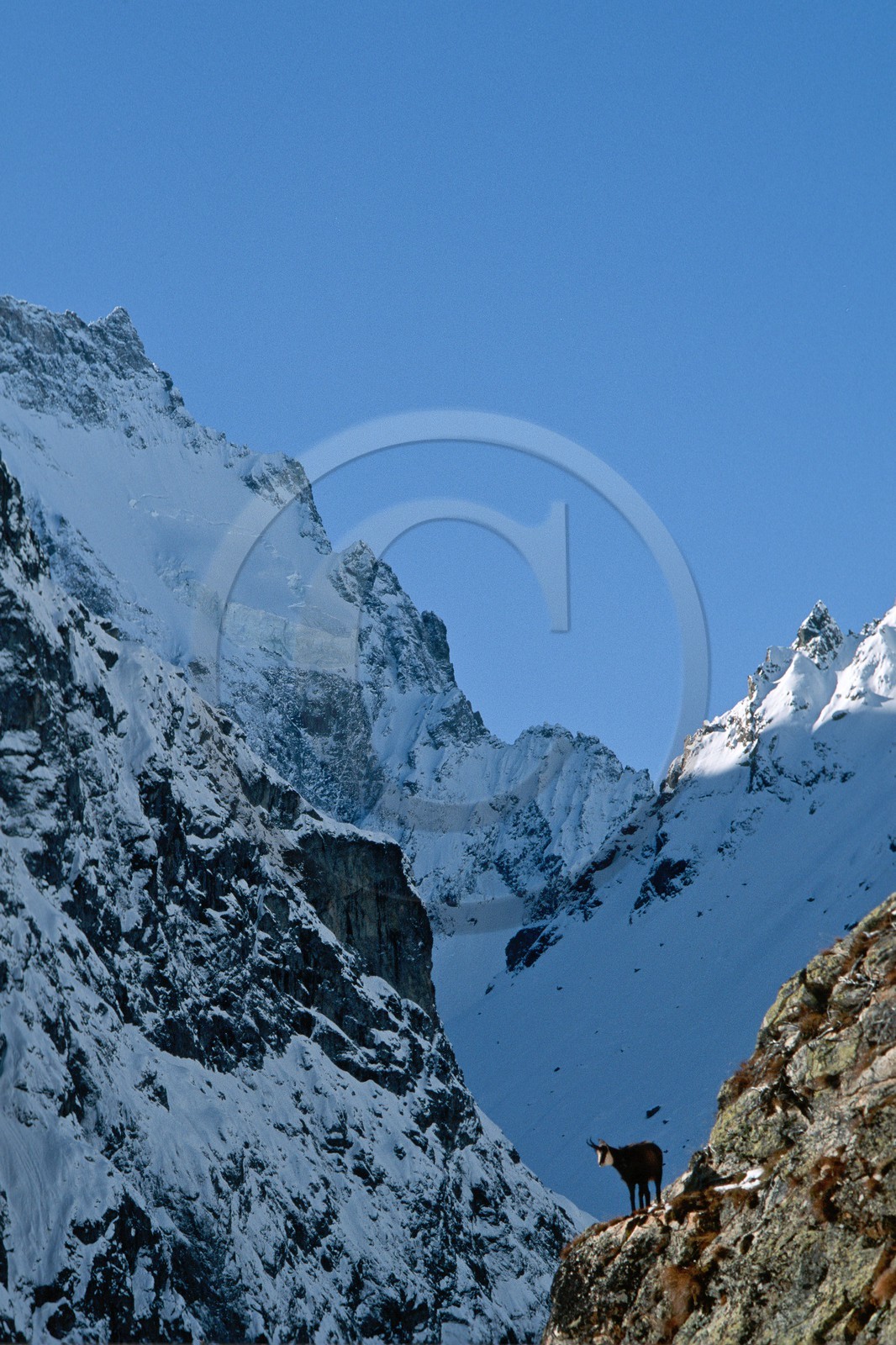 Chamois, Rupicapra rupicapra