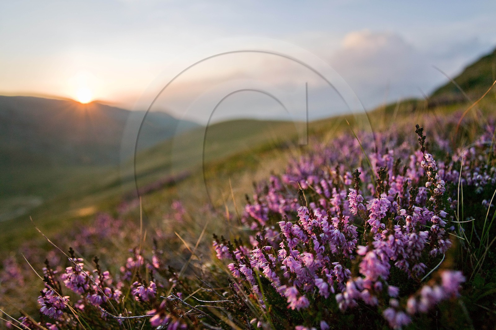 Bruyère des Alpes, Erica herbacea Bruyère des Alpes, Erica herbacea