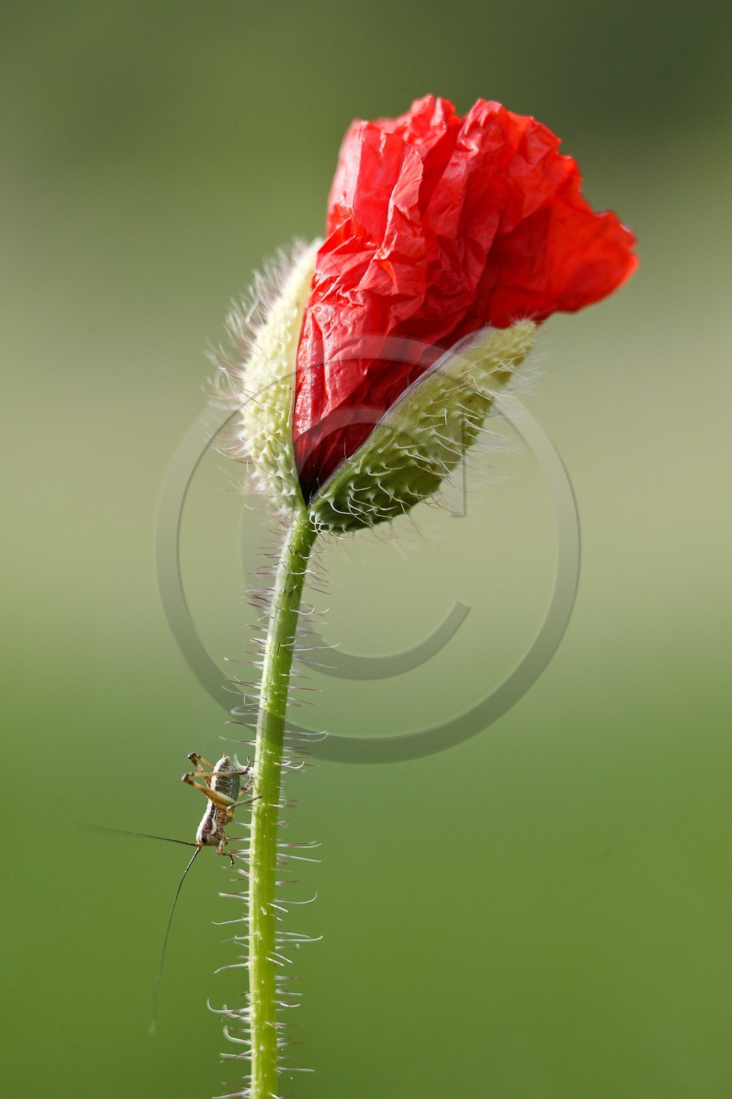 Coquelicot, Papaver rhoeas