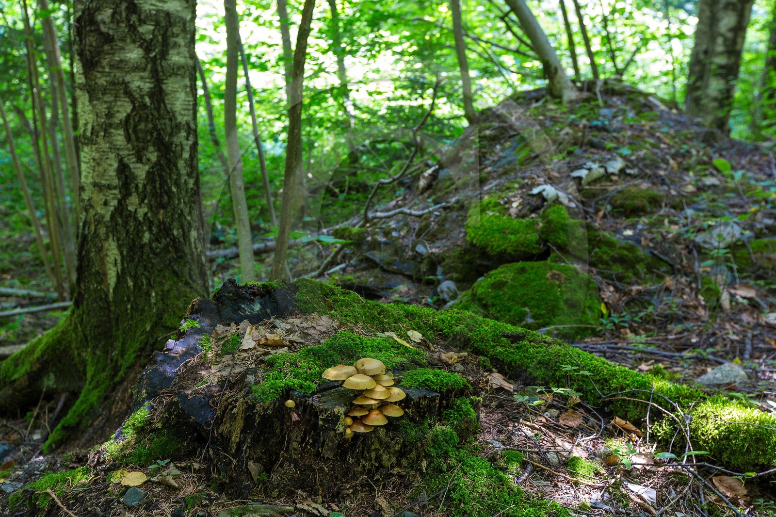 ENS de l'Isère, Vieille morte de Bourg d'Oisans