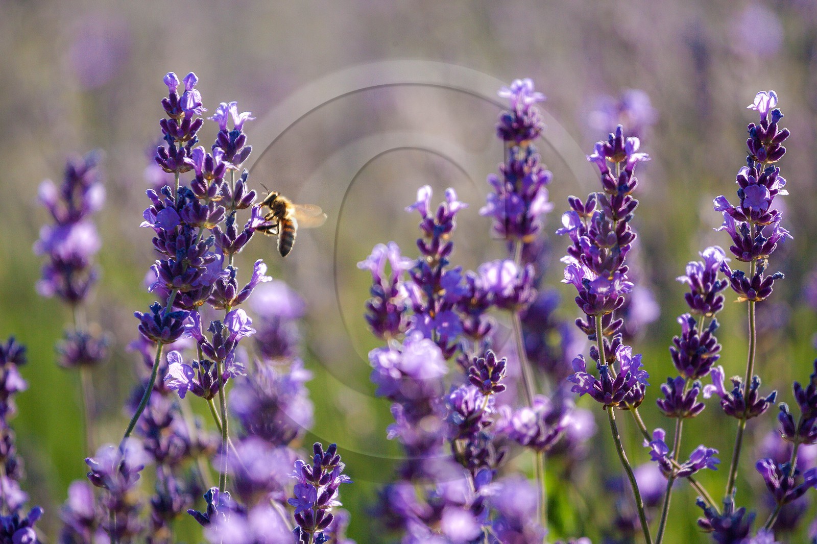 Lavende, Lavendin, Lavandula hybrida