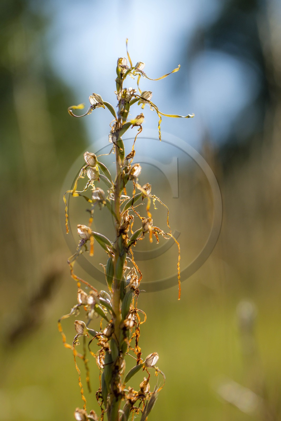 ENS de l'Isère, , le méandre des Oves ENS de l'Isère, , le méandre des Oves
