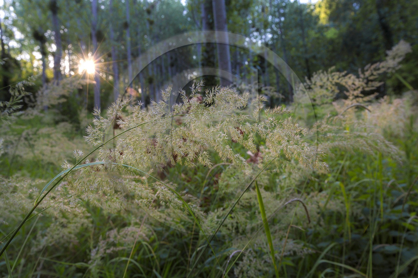 ENS de l'Isère, , le méandre des Oves