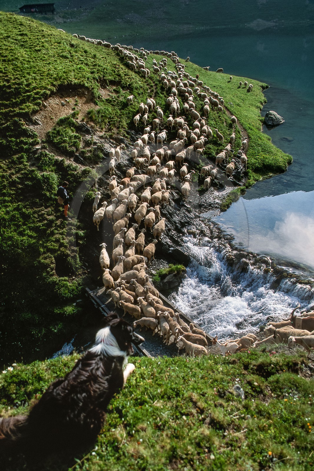 Pierre Barban, berger de l'alpage de la Muzelle