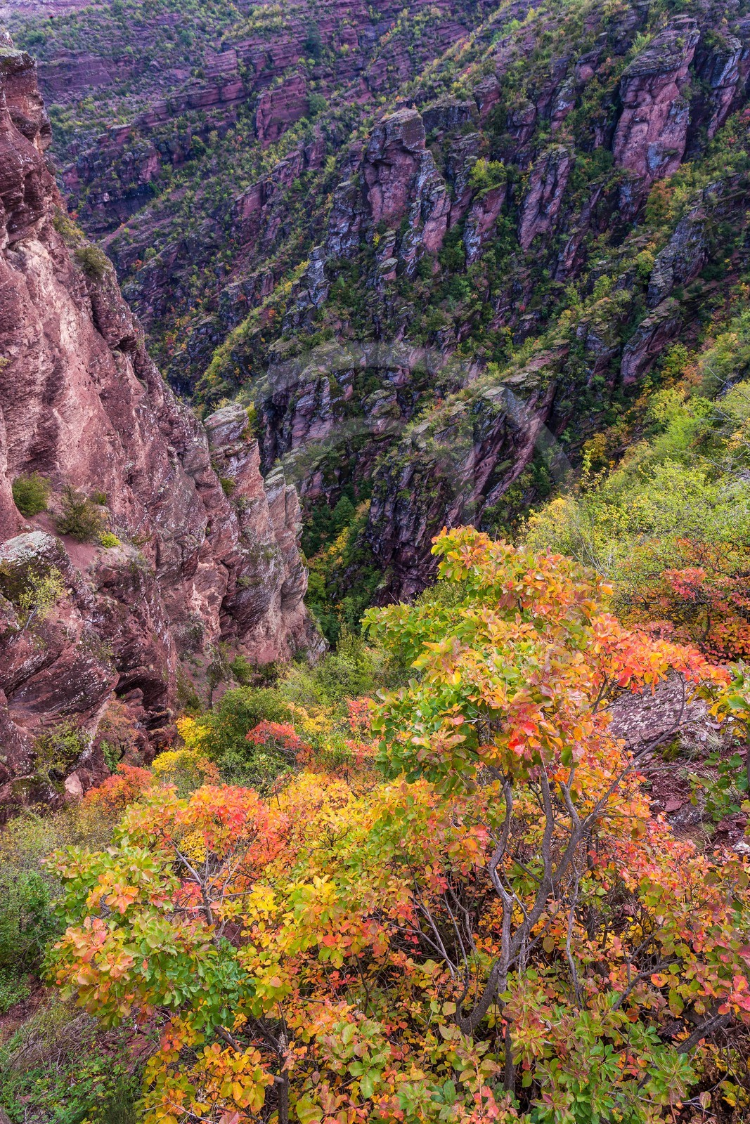 Gorges de Daluis