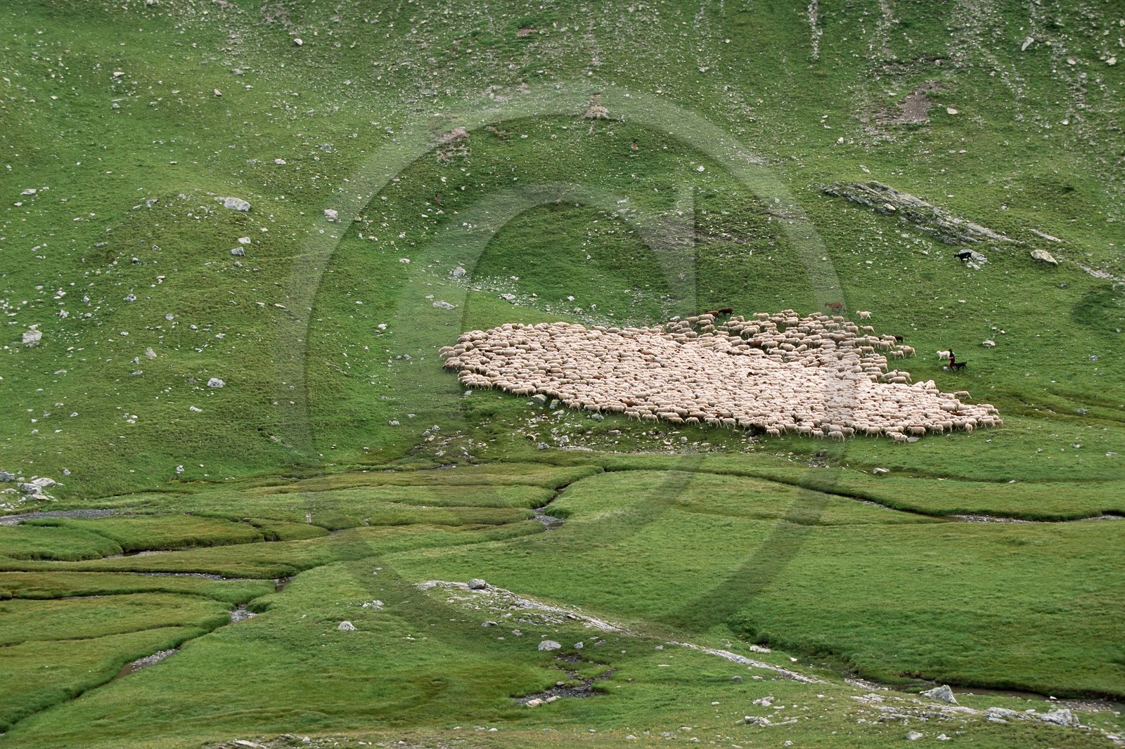 Alpage de Jujal, Le Bailou, berger Alpage de Jujal, Le Bailou, berger