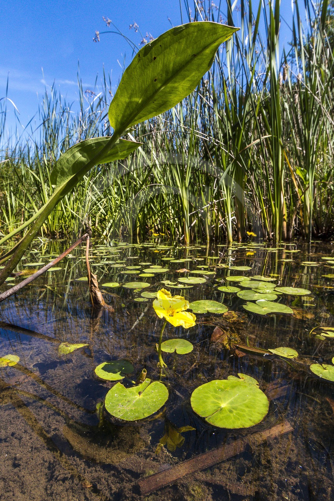 ENS de l'Isère, , le méandre des Oves