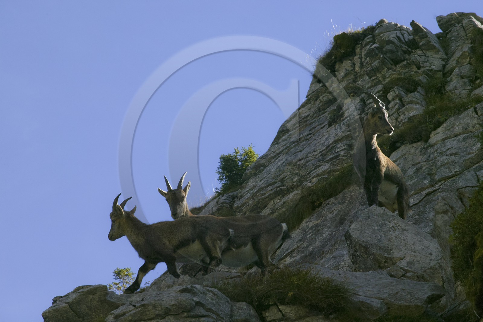 Bouquetin, ou bouquetin des Alpes (Capra ibex)  -
