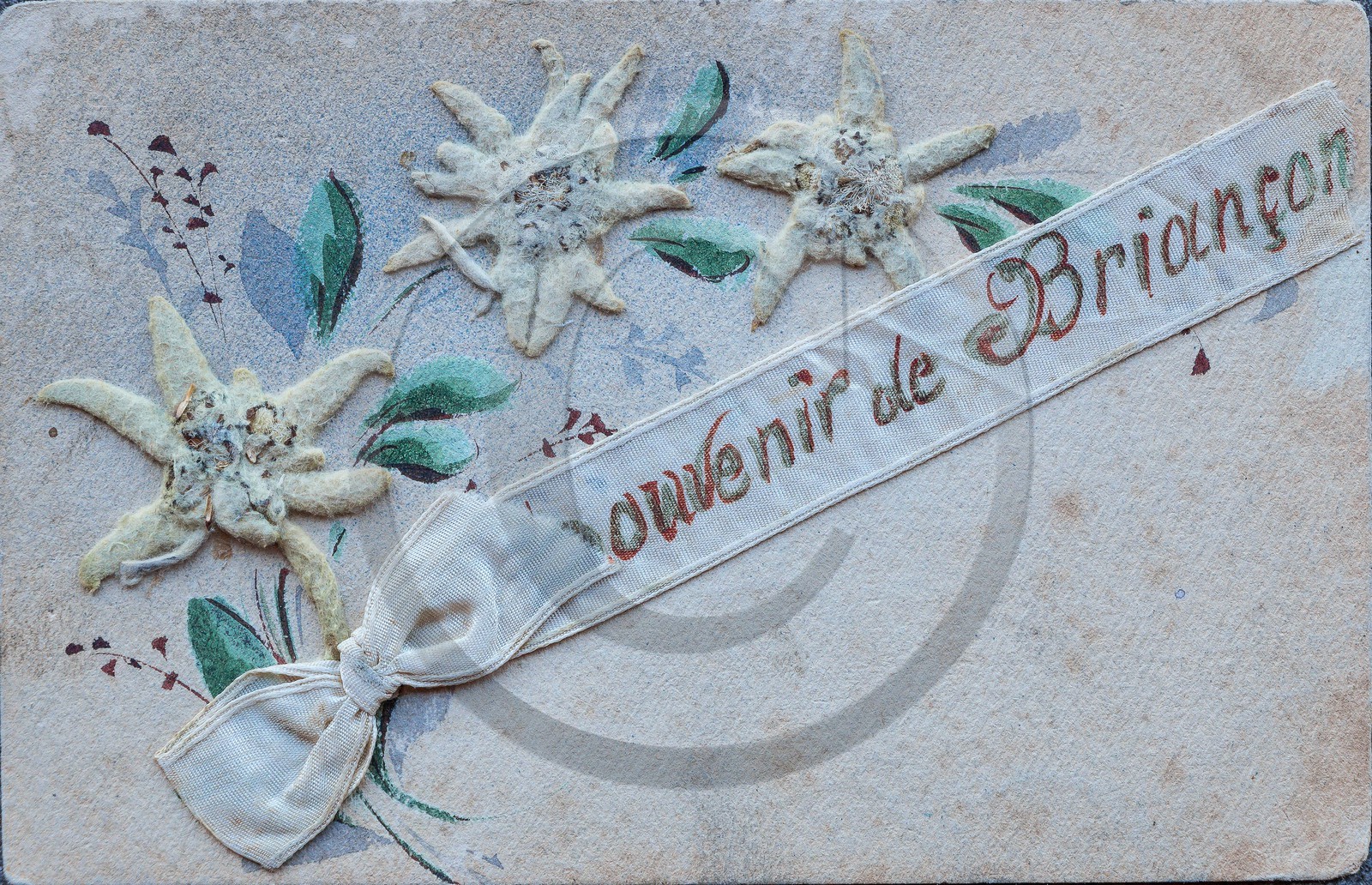 Carte postale ancienne edelweiss Carte postale ancienne edelweiss