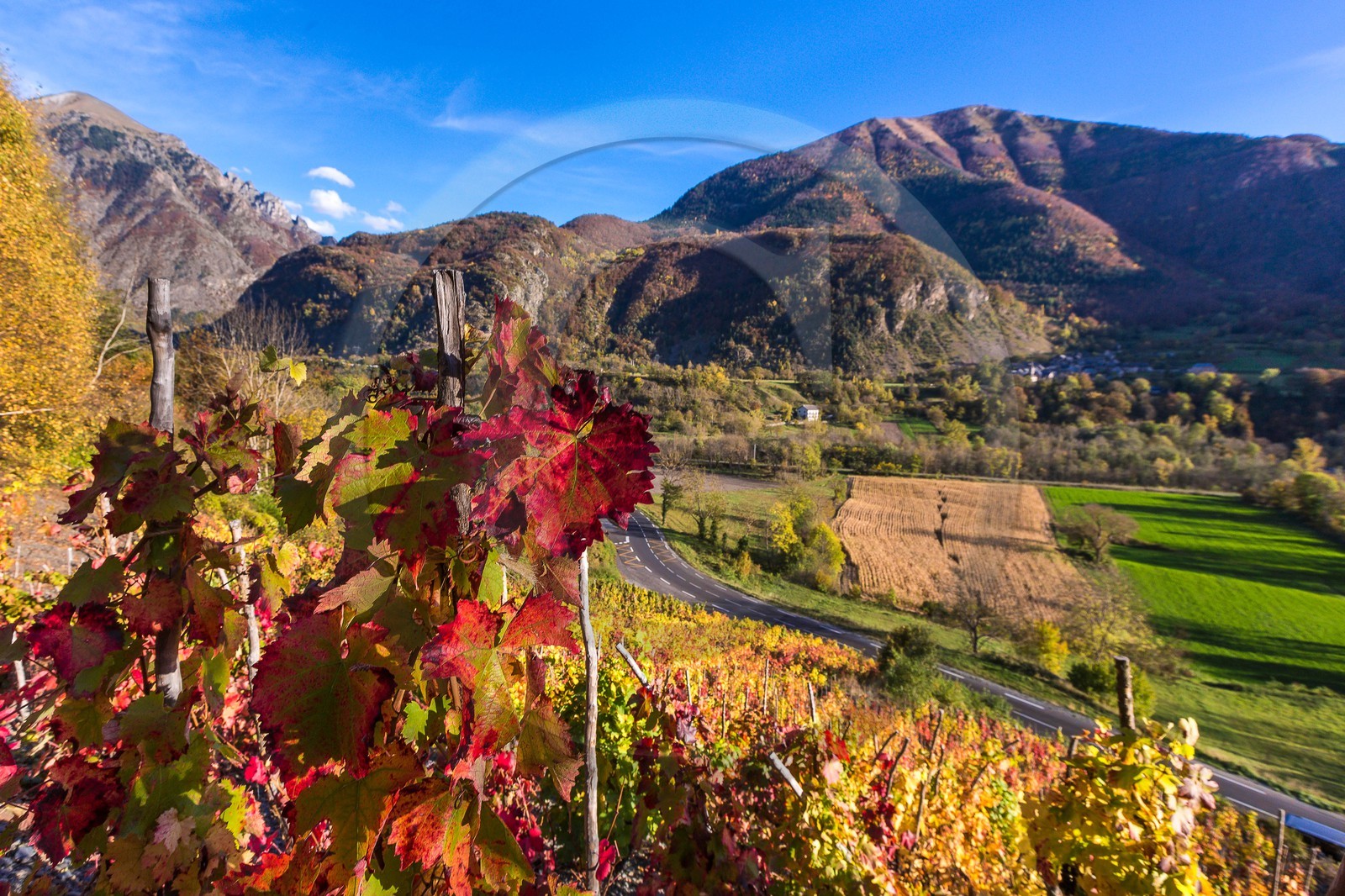 Valbonnais, Les Angelas, les vignes de Blanc-Marquis