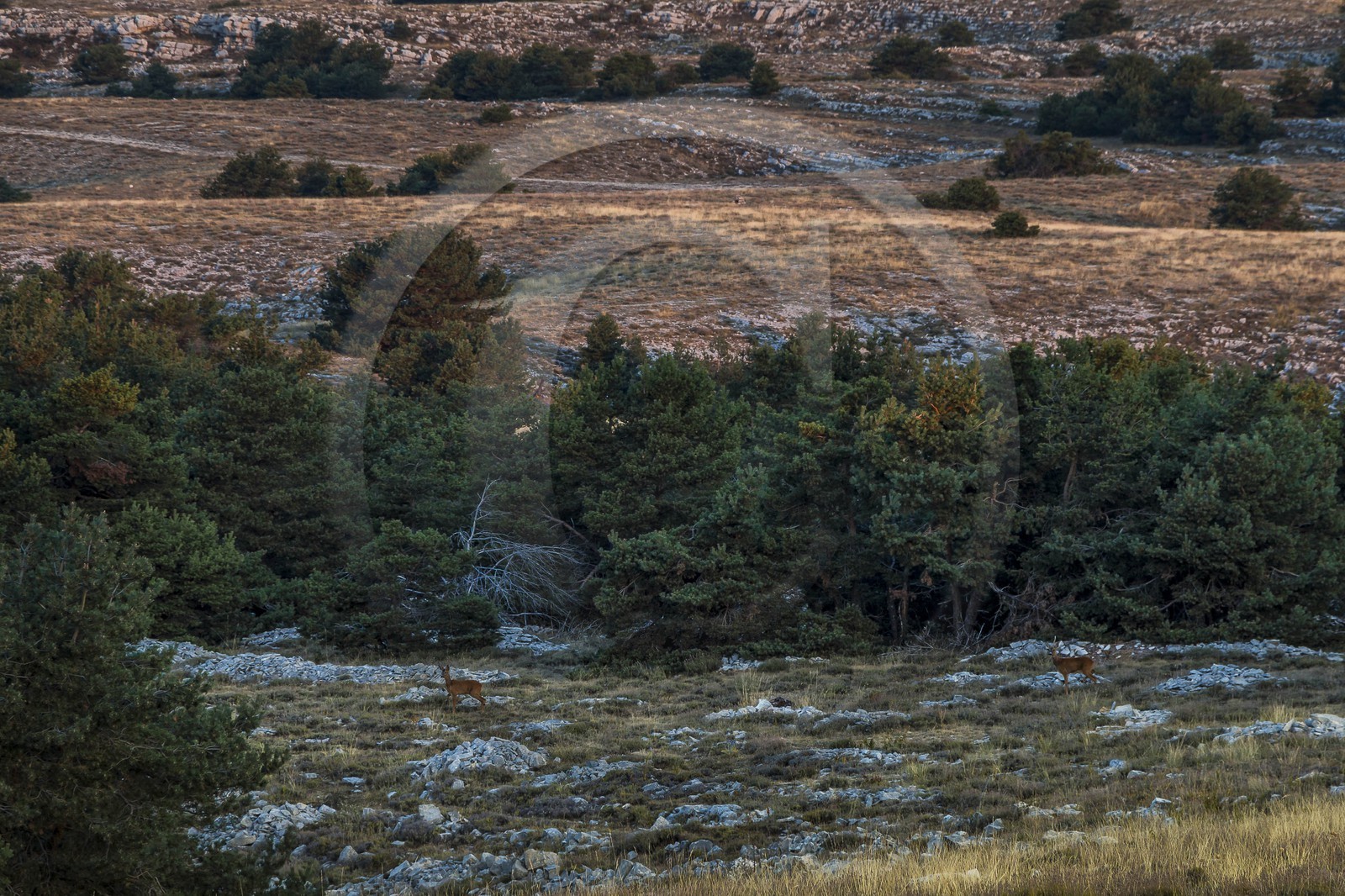 Caussols,