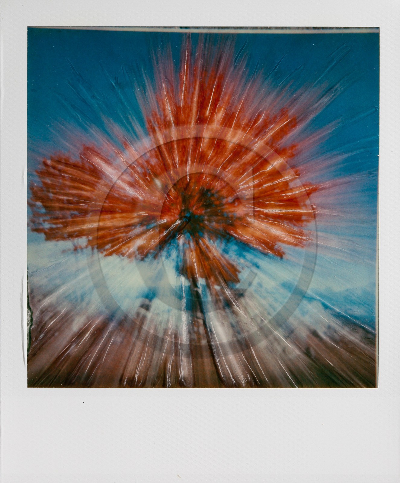 Exposition Arbres et petites forêts, éloge de la biodiversité Exposition Arbres et petites forêts, éloge de la biodiversité