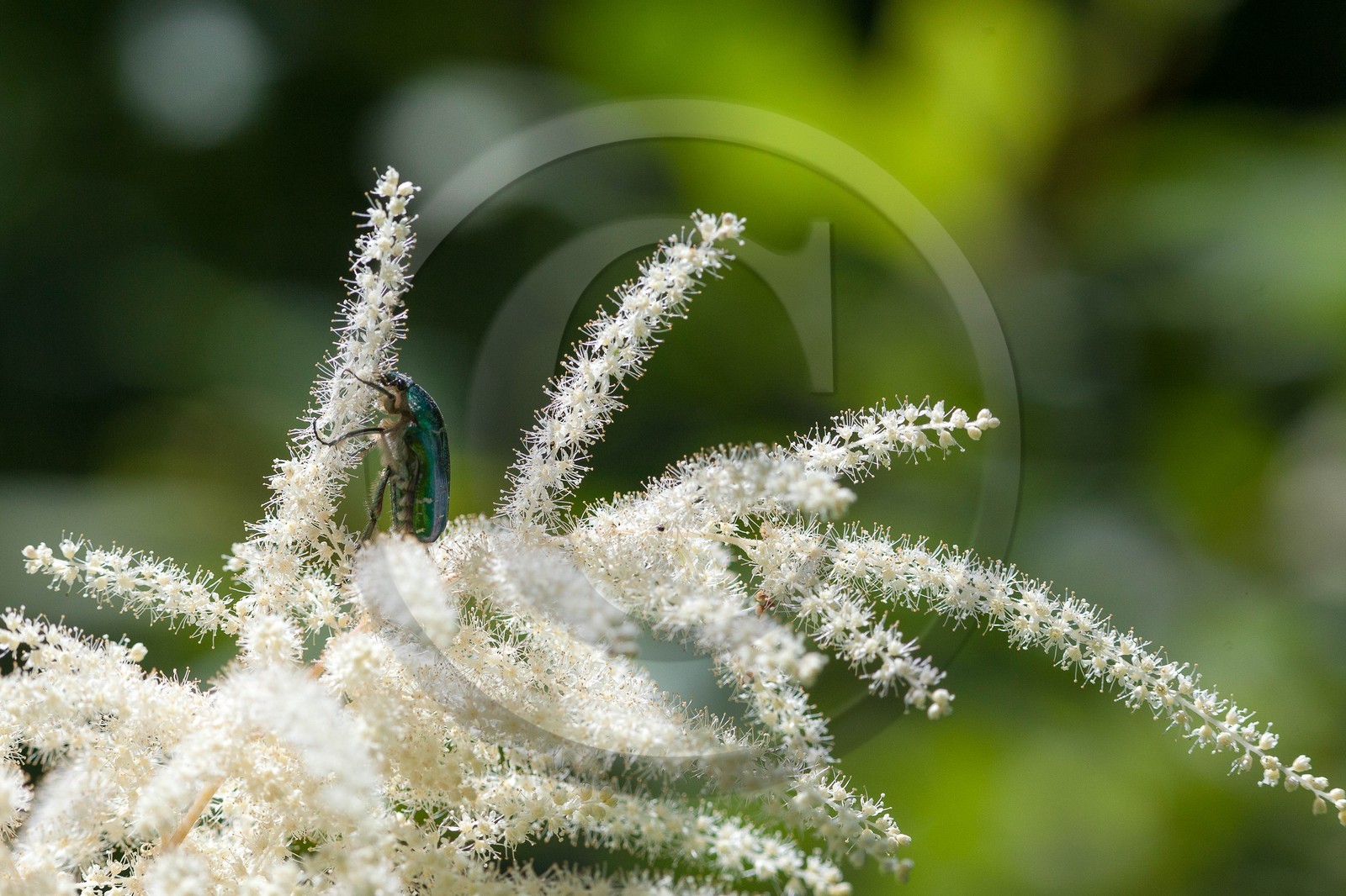 Barbe de bouc, Aruncus dioicus