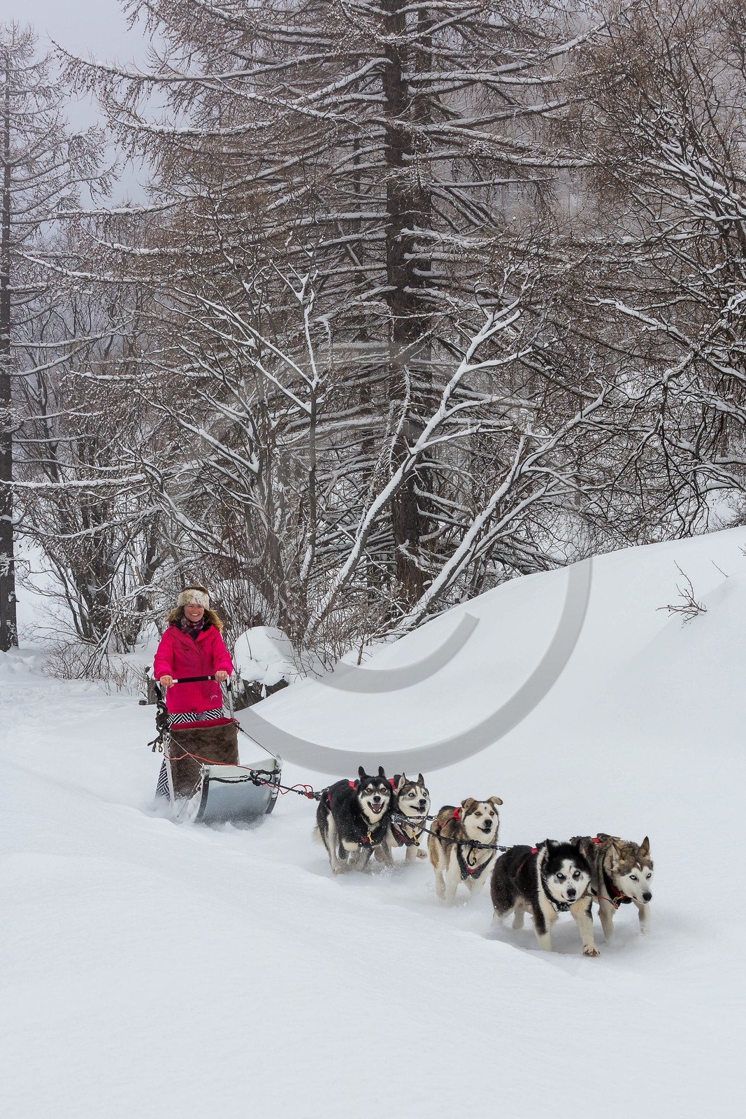 La Condamine-Châtelard, Sainte-Anne la Condamine, Coralie Bonnerot et ses chiens de traineau La Condamine-Châtelard, Sainte-Anne la Condamine, Coralie Bonnerot et ses chiens de traineau