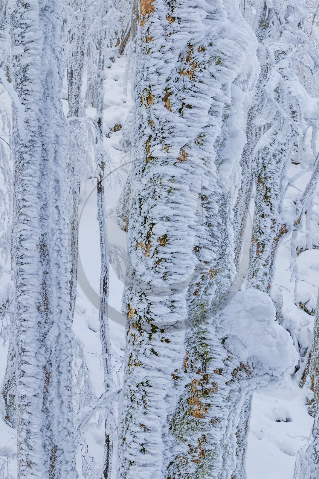 ENS de l'Isère, Les Ecouges ENS de l'Isère, Les Ecouges