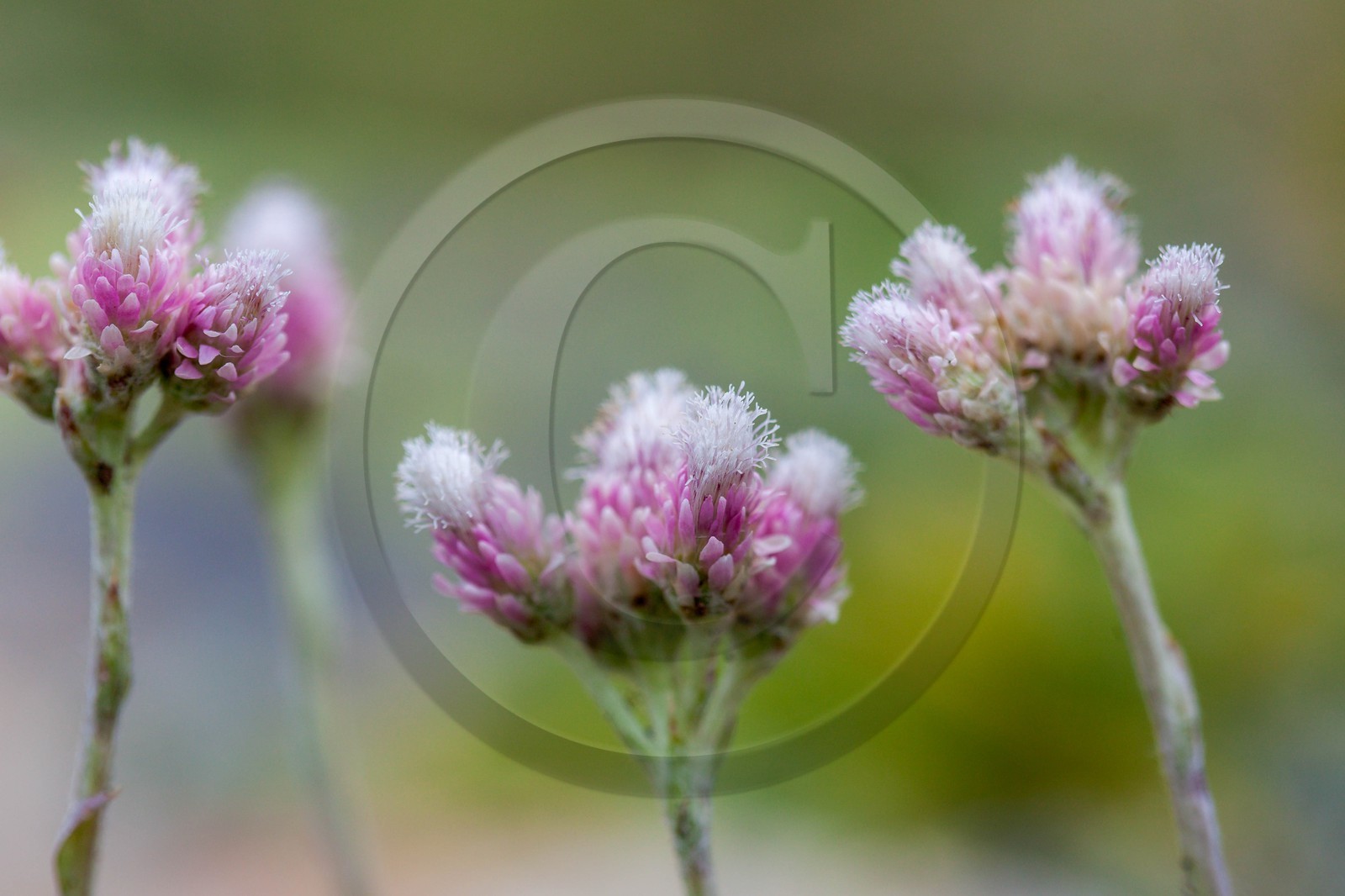 Pied de chat dioïque, Antennaire dioïque, Antennaria dioica