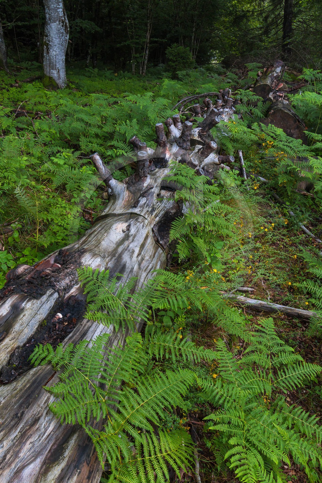 ENS de l'Isère, Les Ecouges