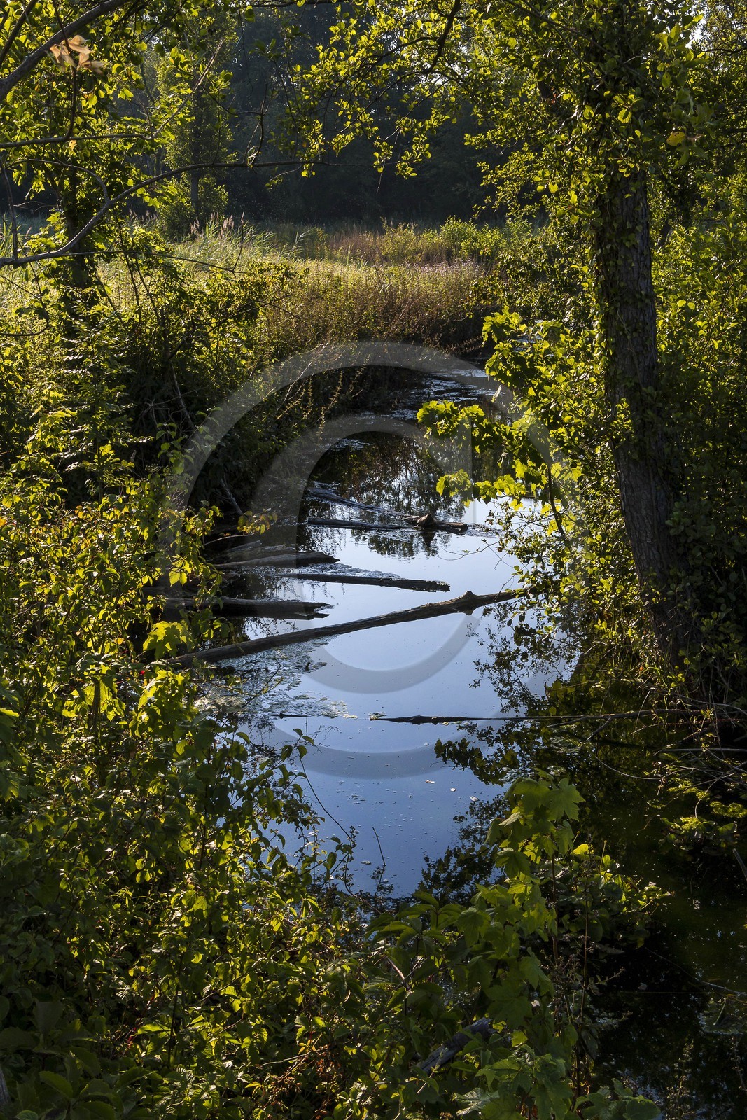 ENS de l'Isère, Prairies inondables de Pont-Évêque ENS de l'Isère, Prairies inondables de Pont-Évêque