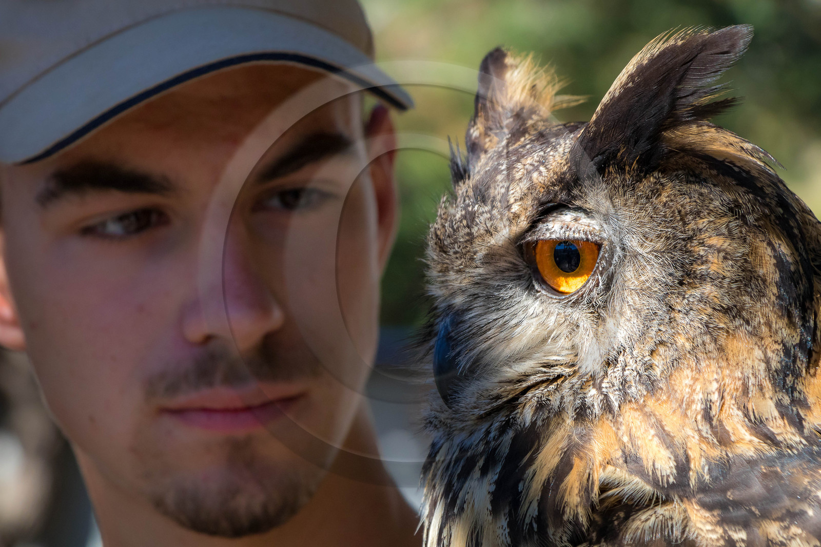 Parc animalier de Serre-Ponçon, Hibou grand-duc, Bubo bubo Parc animalier de Serre-Ponçon, Hibou grand-duc, Bubo bubo