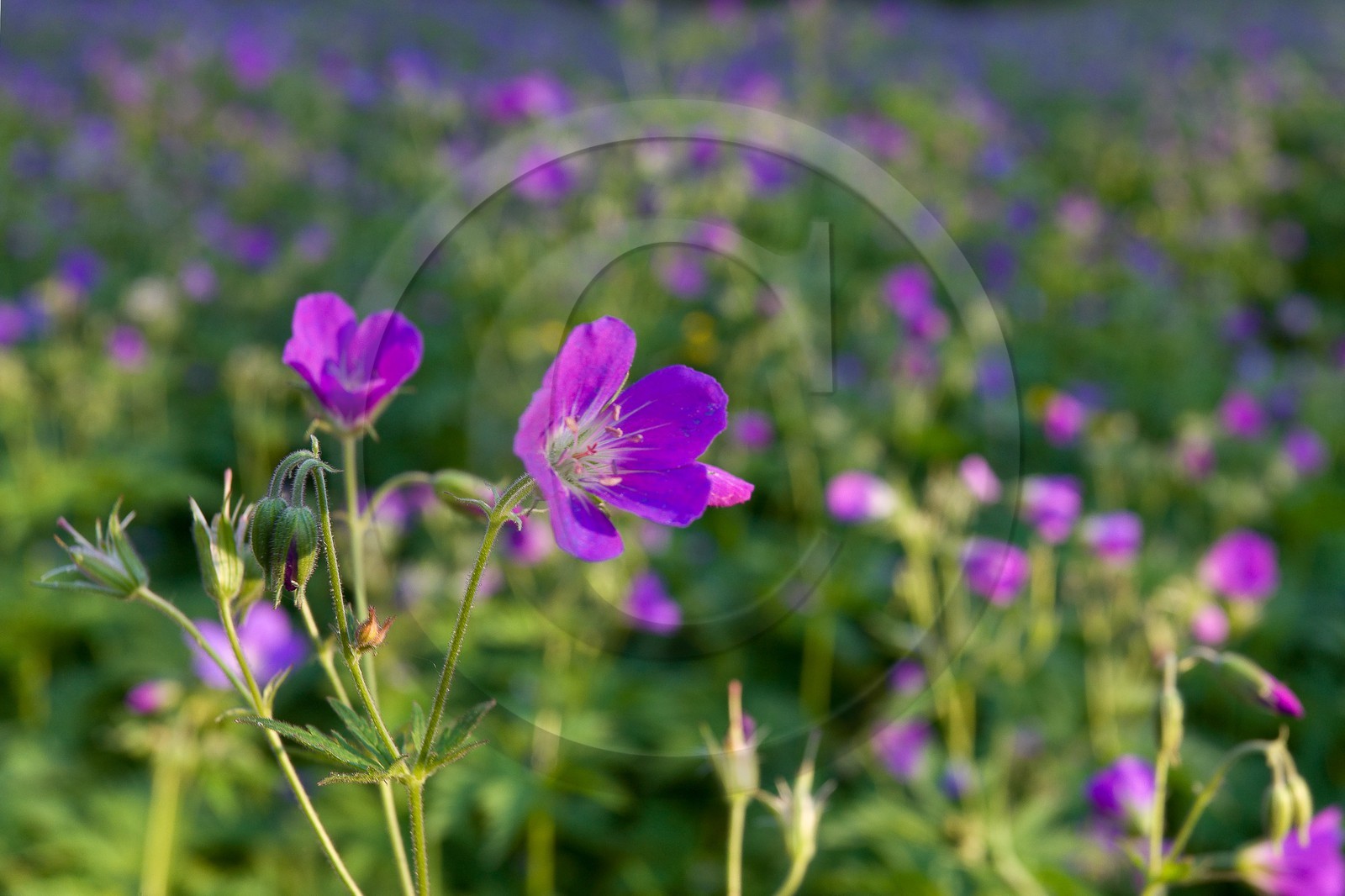 Géranium des bois; Geranium silvaticum
