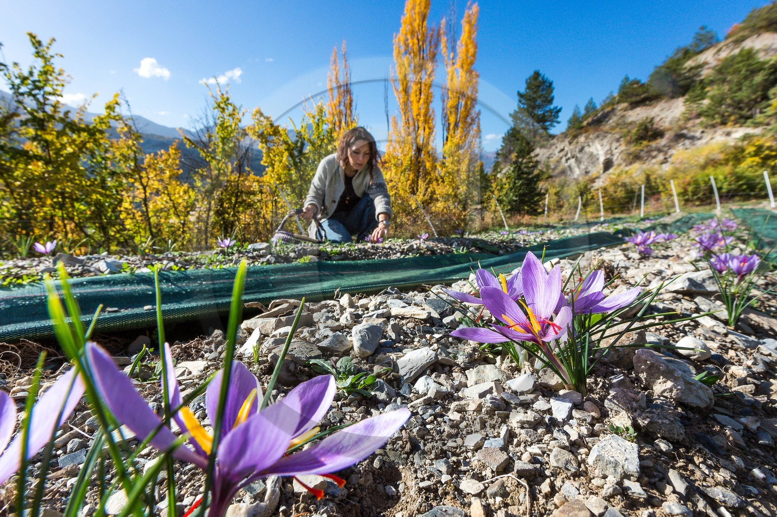 Carole Prost cultive du safran qui ensoleille ses créations
