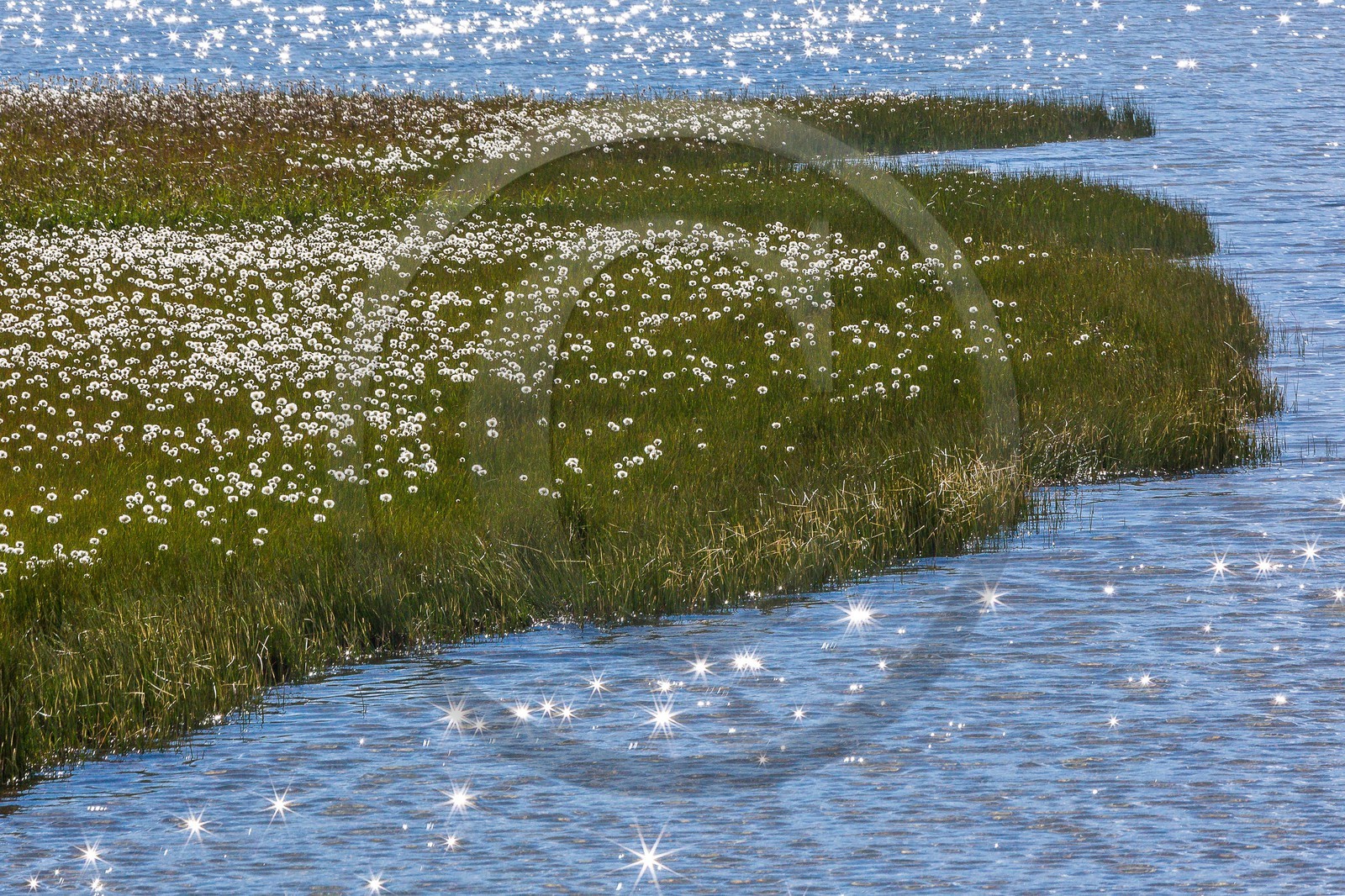 col du Longet, Lac du Longet, linaigrette col du Longet, Lac du Longet, linaigrette