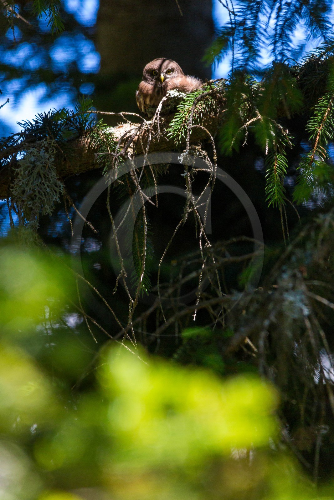 Bois du Chapitre, Chevêchette d'Europe Bois du Chapitre, Chevêchette d'Europe
