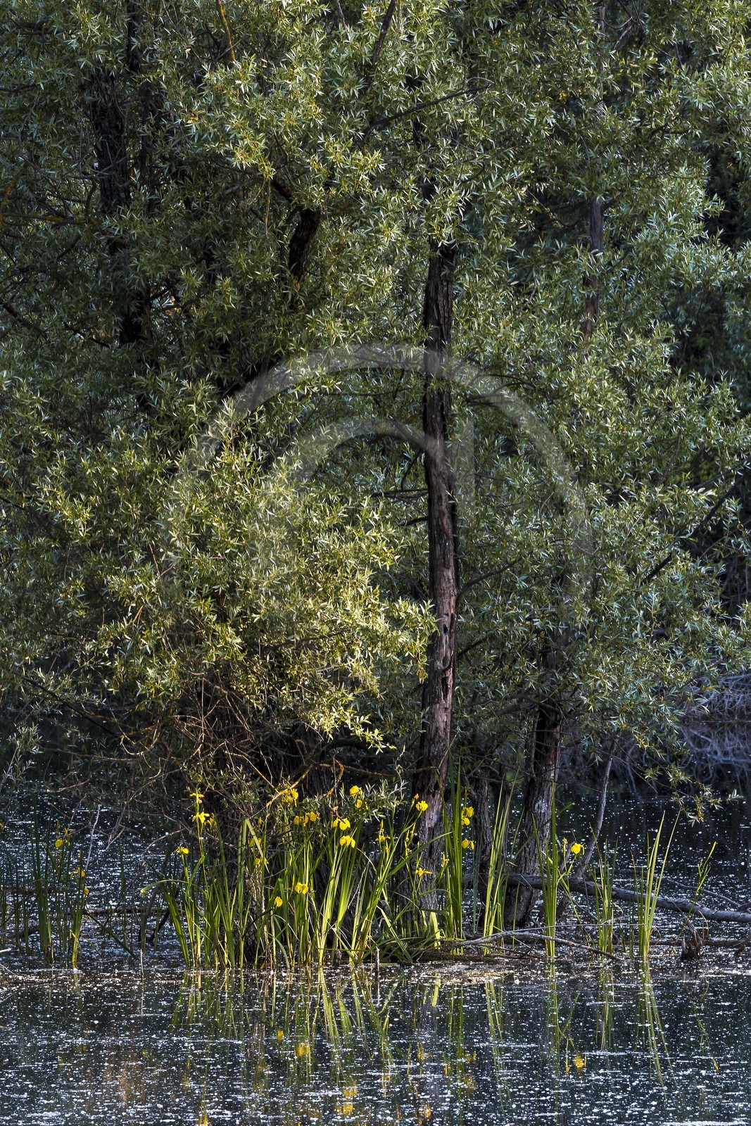ENS de l'Isère, bois de la Bâtie