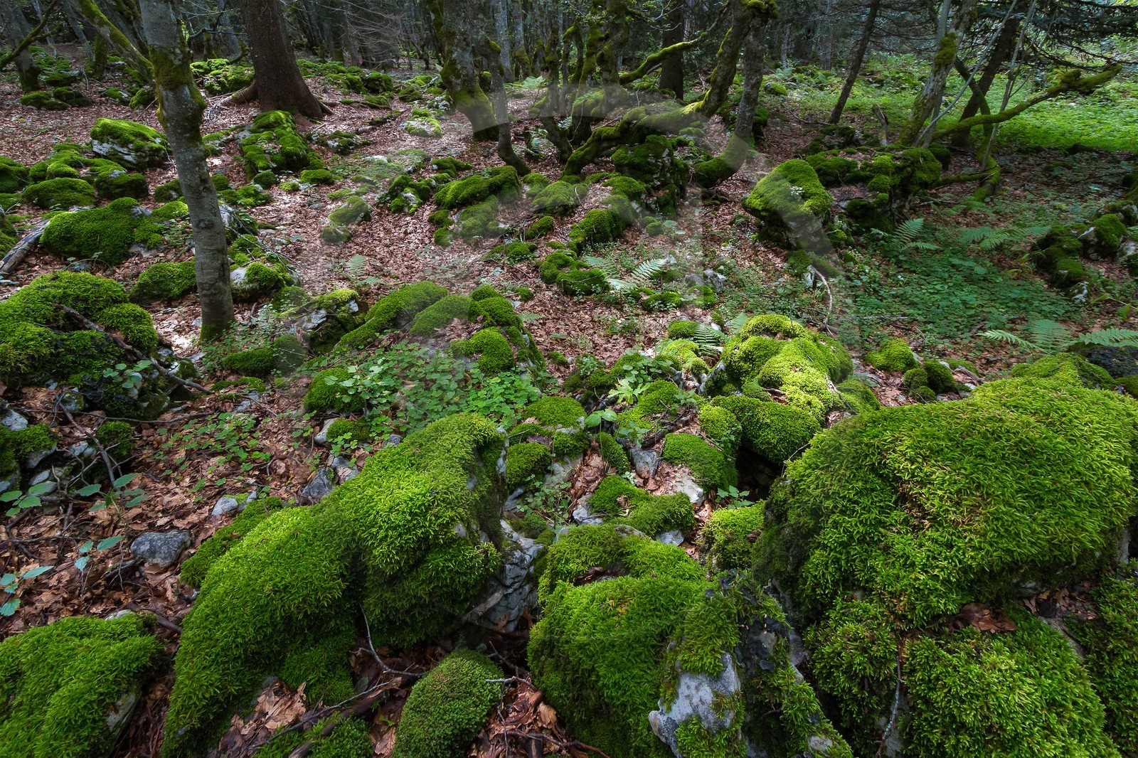 ENS de l'Isère, Plateau de la Molière et du Sornin