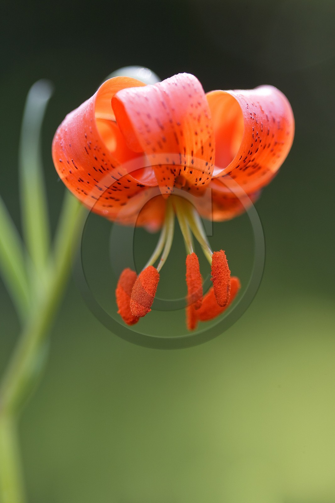 Lis pompon, Lilium pomponium