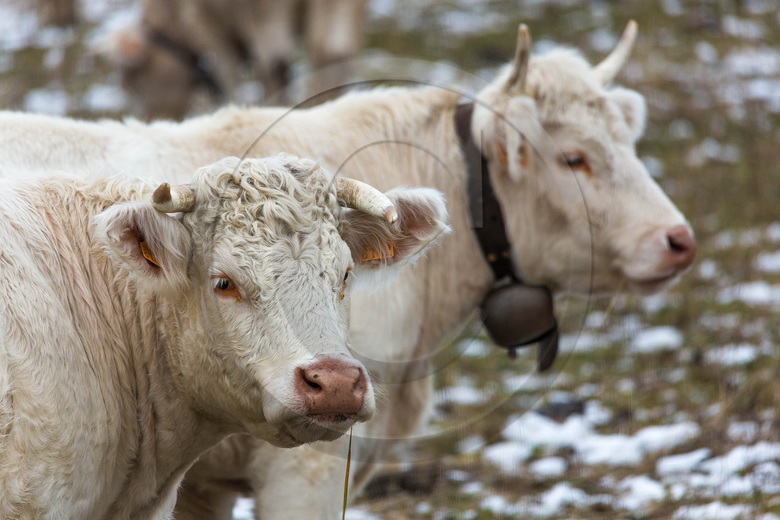 Valbonnais, Col d'Ornon, troupeau de vache avec les premières neiges