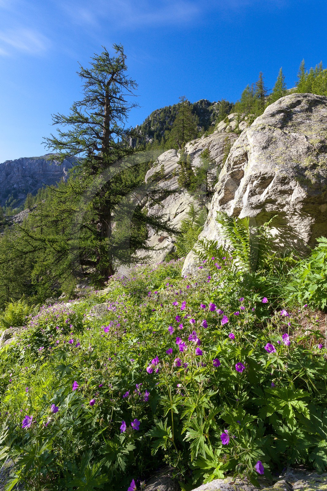 Géranium des bois; Geranium silvaticum Géranium des bois; Geranium silvaticum