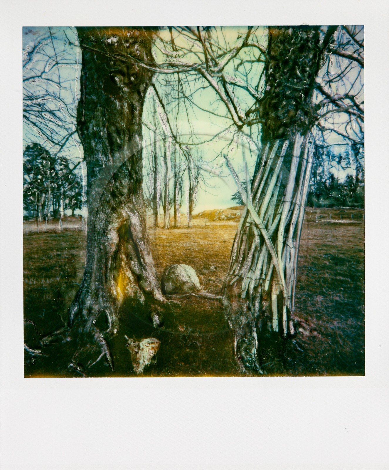 Exposition Arbres et petites forêts, éloge de la biodiversité Exposition Arbres et petites forêts, éloge de la biodiversité