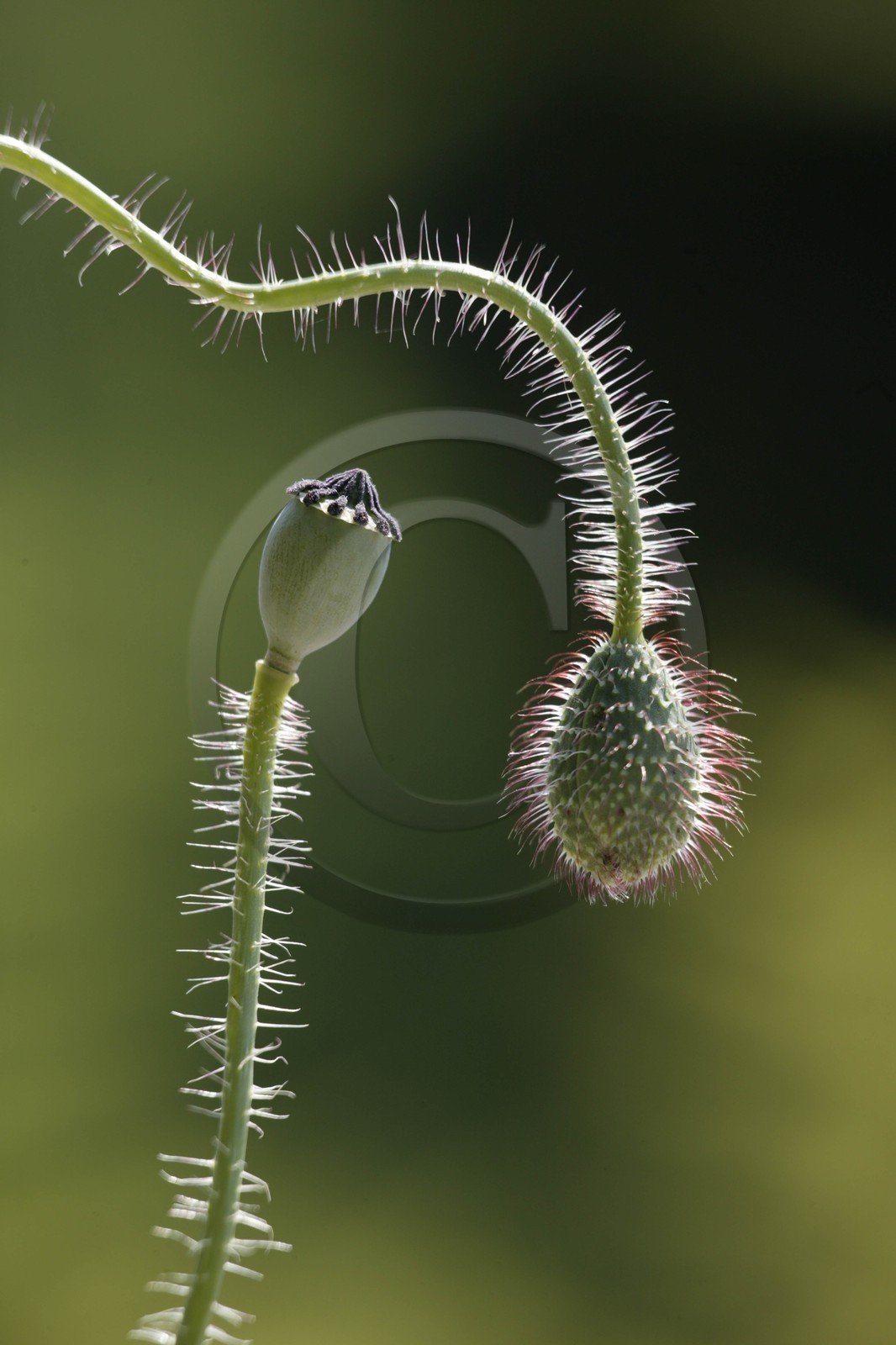 Coquelicot, Papaver rhoeas