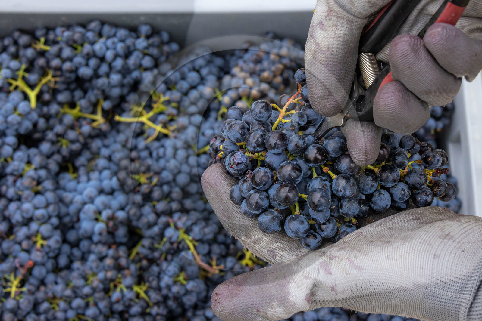 Domaine du Mont Guillaume